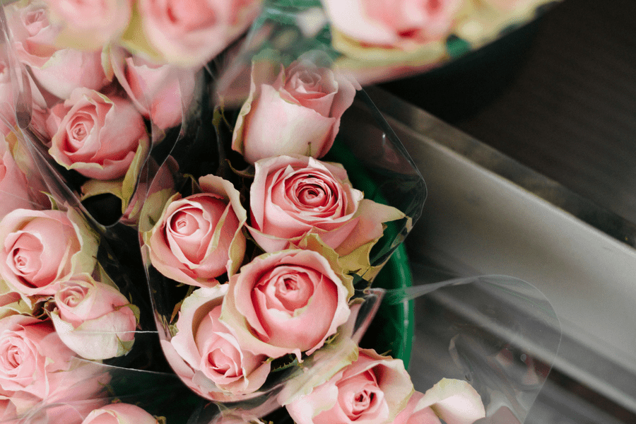 pink roses for valentine's day pink roses for valentine's day