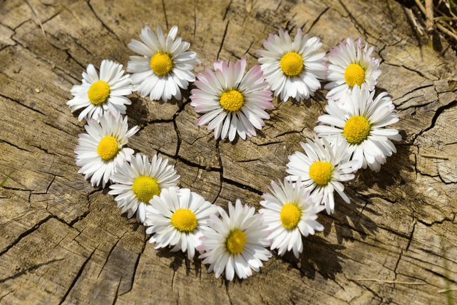 Why The Journey Is More Rewarding Than The End Result daisies