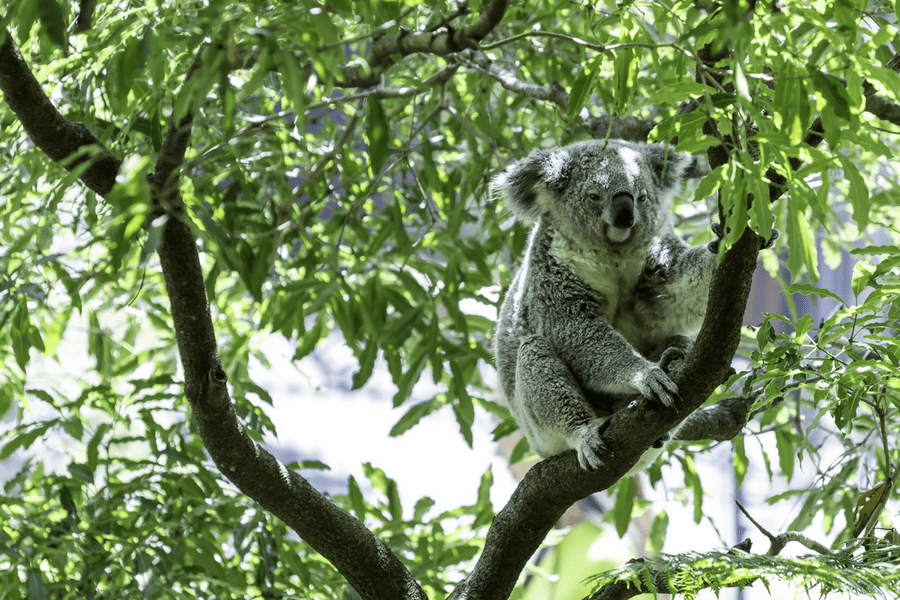 Brisbane, Australia Koala