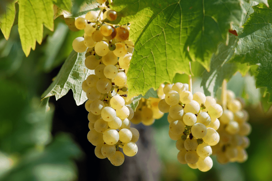 wine vineyard grapes 2 - 10 Romantic Wine Getaways Perfect For A Weekend Away