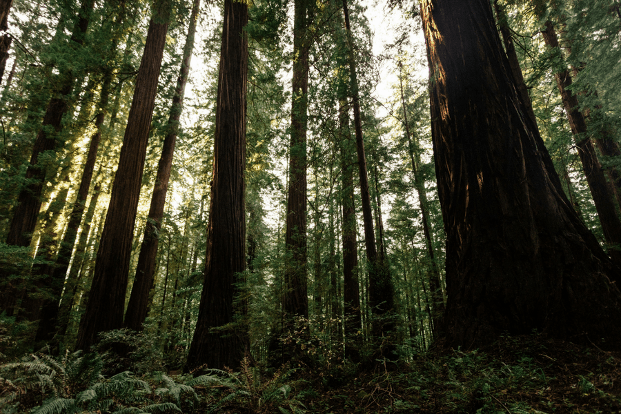 enjoy mother natures gifts camping - Why You Should Go Camping Next Weekend!