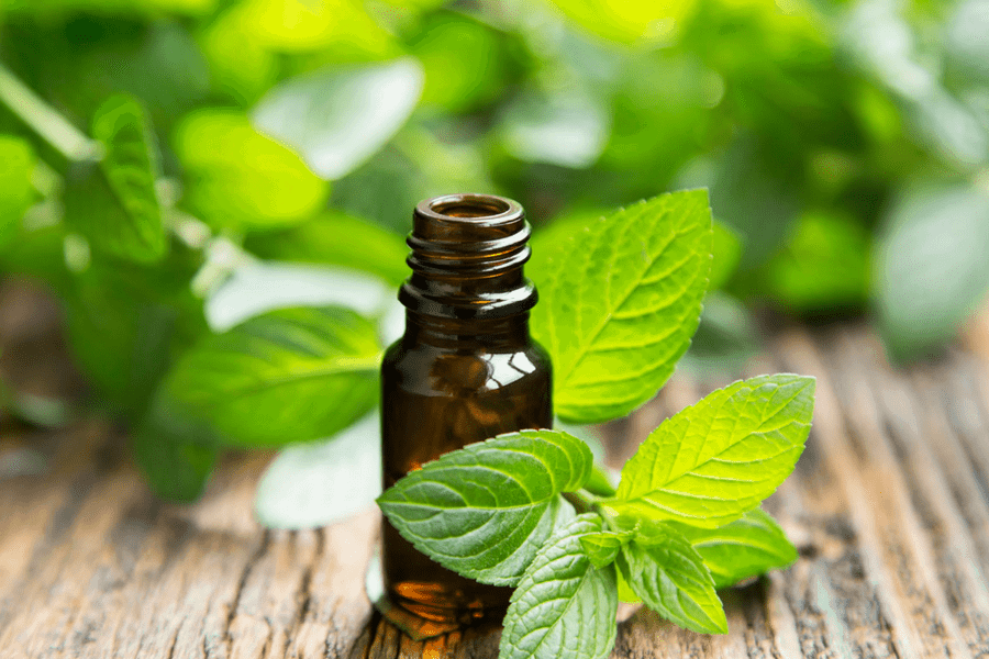 peppermint essential oil uses